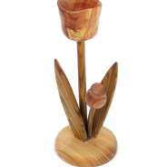Tulpe